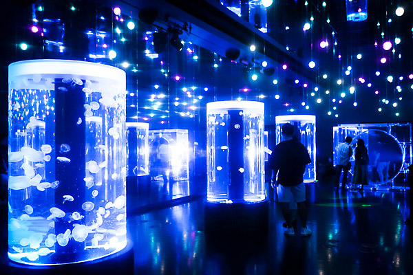 おもしろPOINT③ 音と光のクラゲ展示 Jellyfish Ramble 