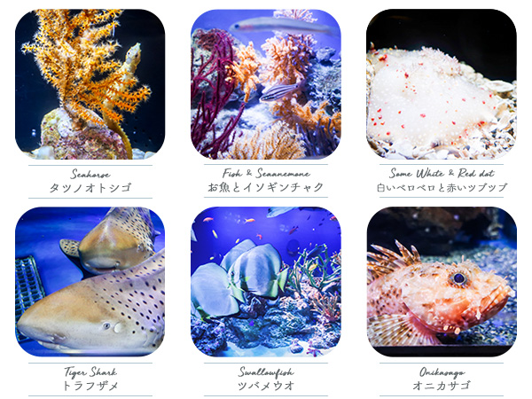 新江ノ島水族館魚たち