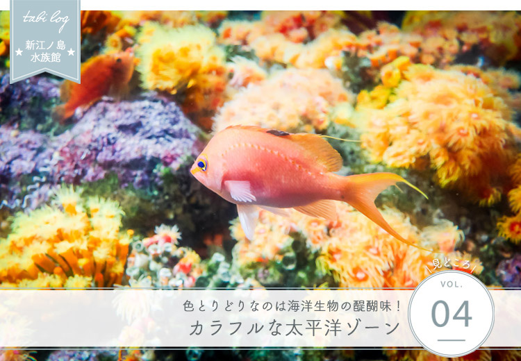 新江ノ島水族館見どころ④ カラフルな太平洋ゾーン