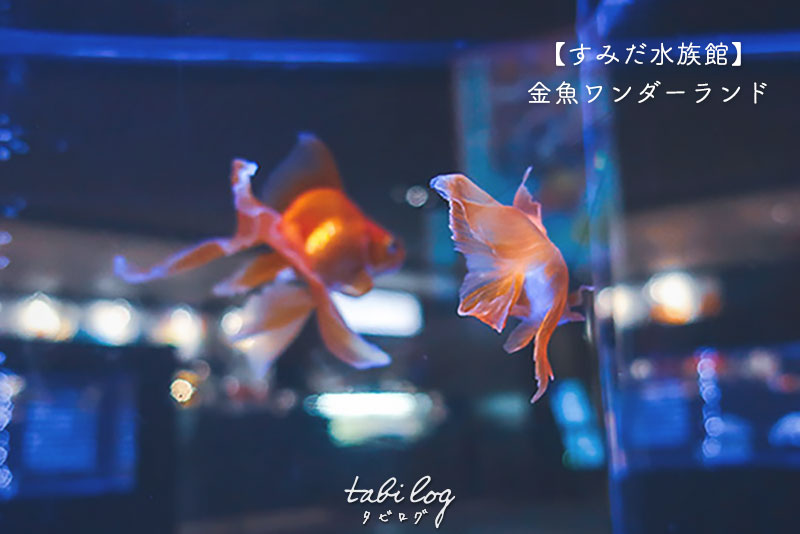 すみだ水族館の夏イベント【東京金魚ワンダーランド】の様子や写真を一挙公開！