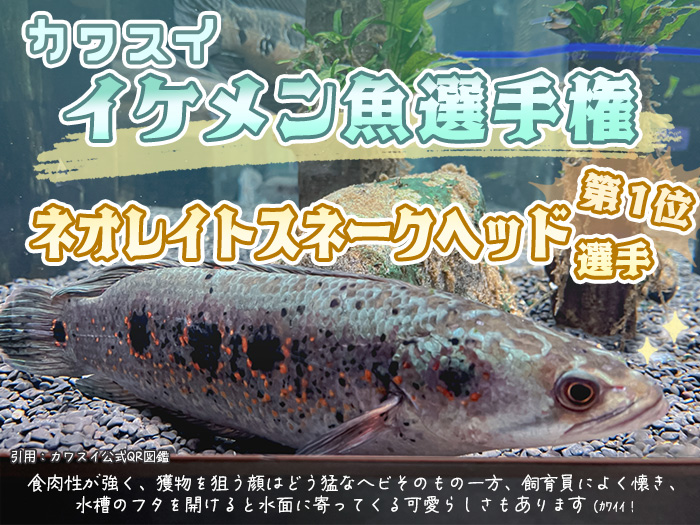 カワスイイケメン魚